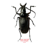 Dorysthenes walkeri (Thailand)